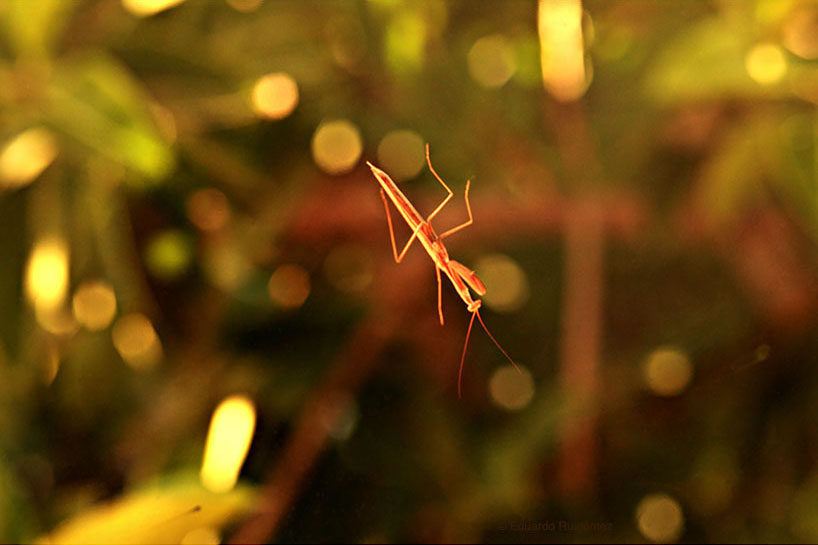 Insecto descansando en una ventana.